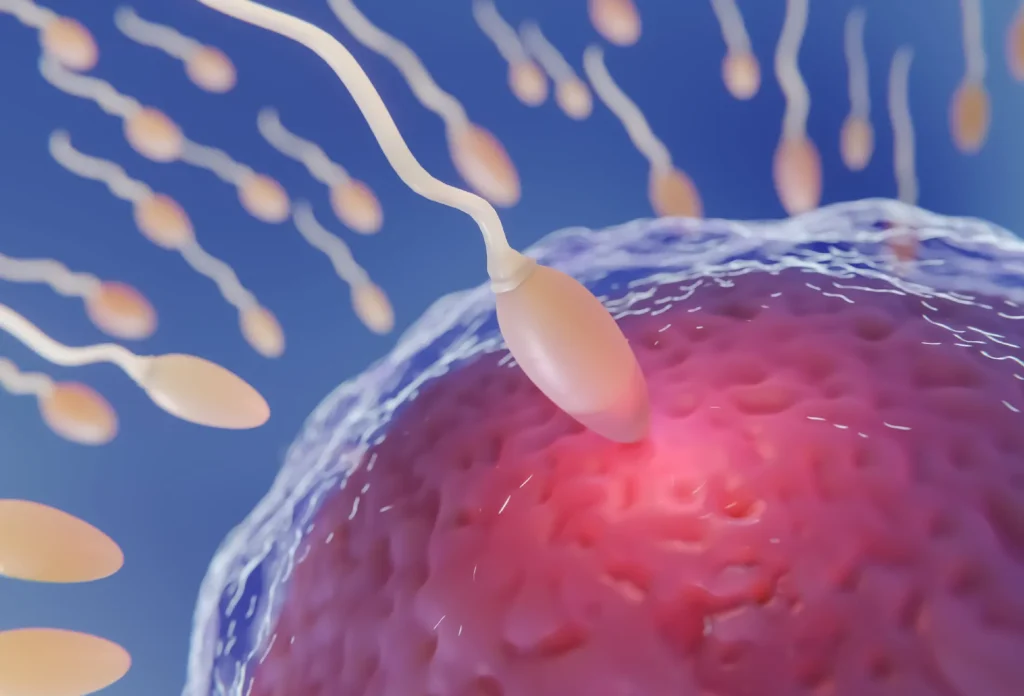 IVF fertilization IVF fertilization